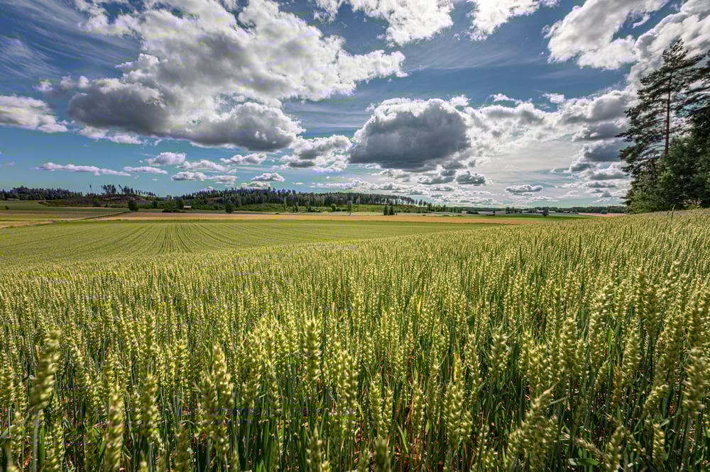 Lantmannen Agro fields