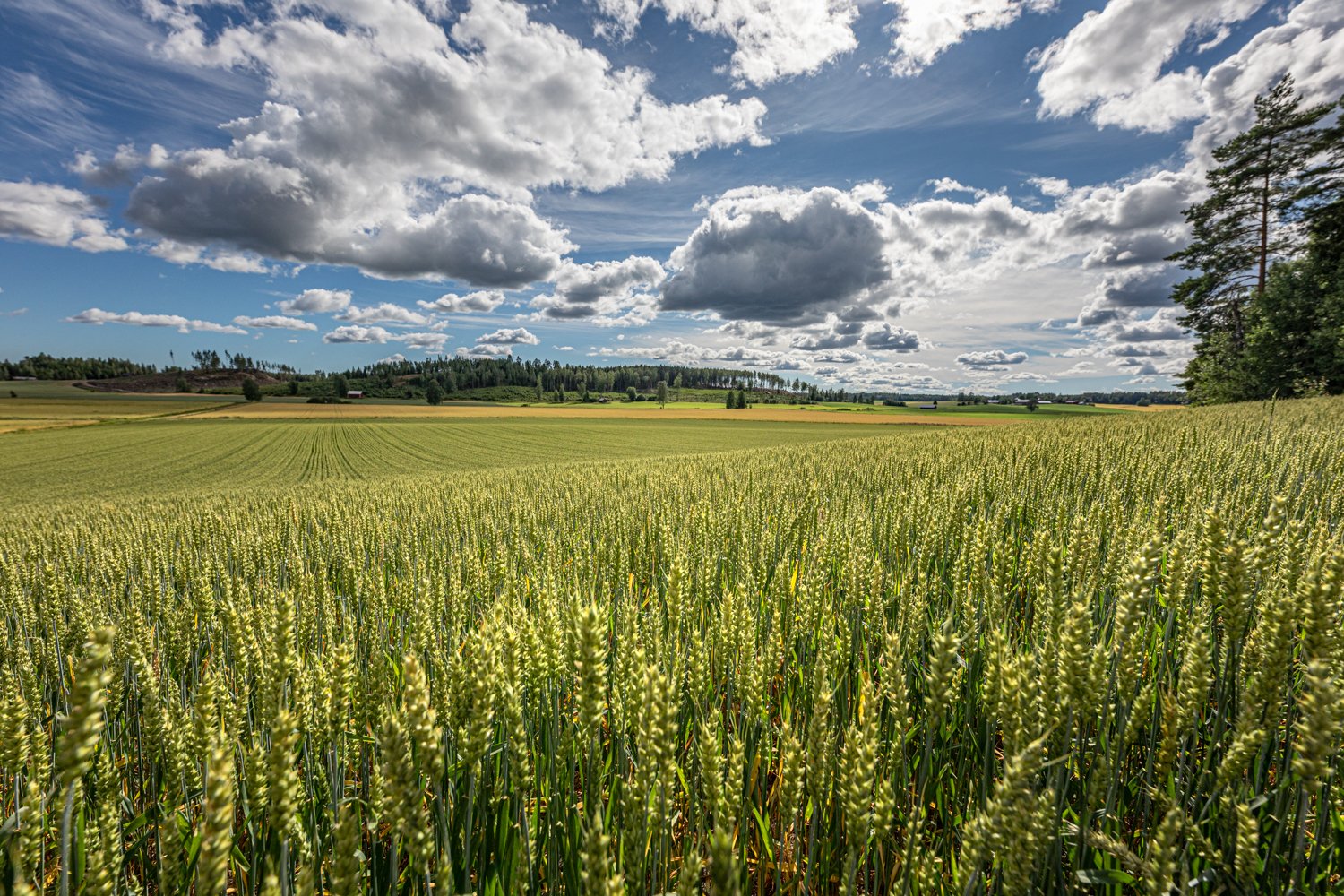 Lantmannen Agro fields