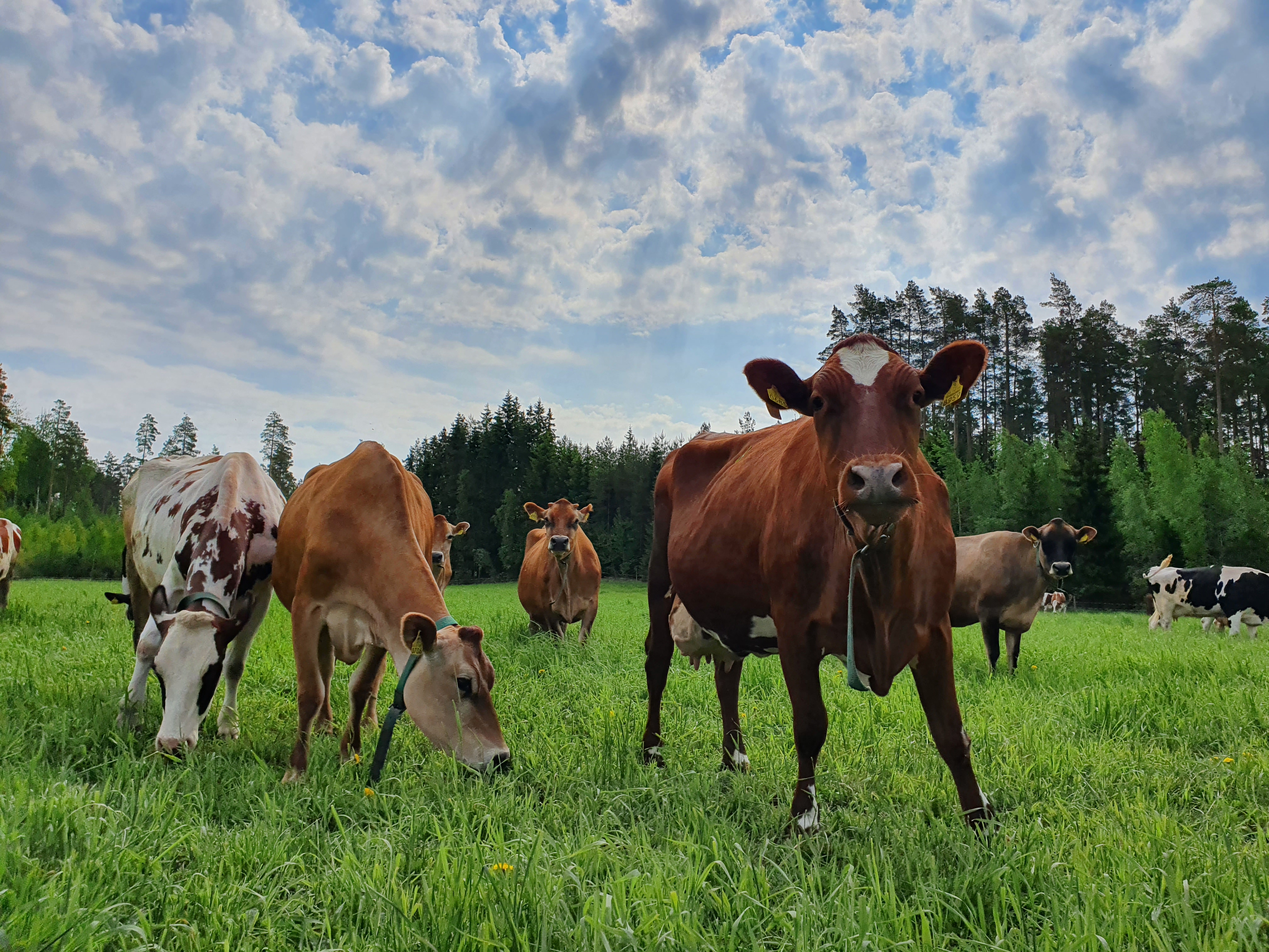 Lantmannen Agro cows